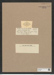 Porodiscus stolterfothii Castr. (de-Toni-Nr.: Genus 200, Species 4831) Zeichnungen Sammlung Grunow Nr. 8492 (NHMW-BOT-W0377962)